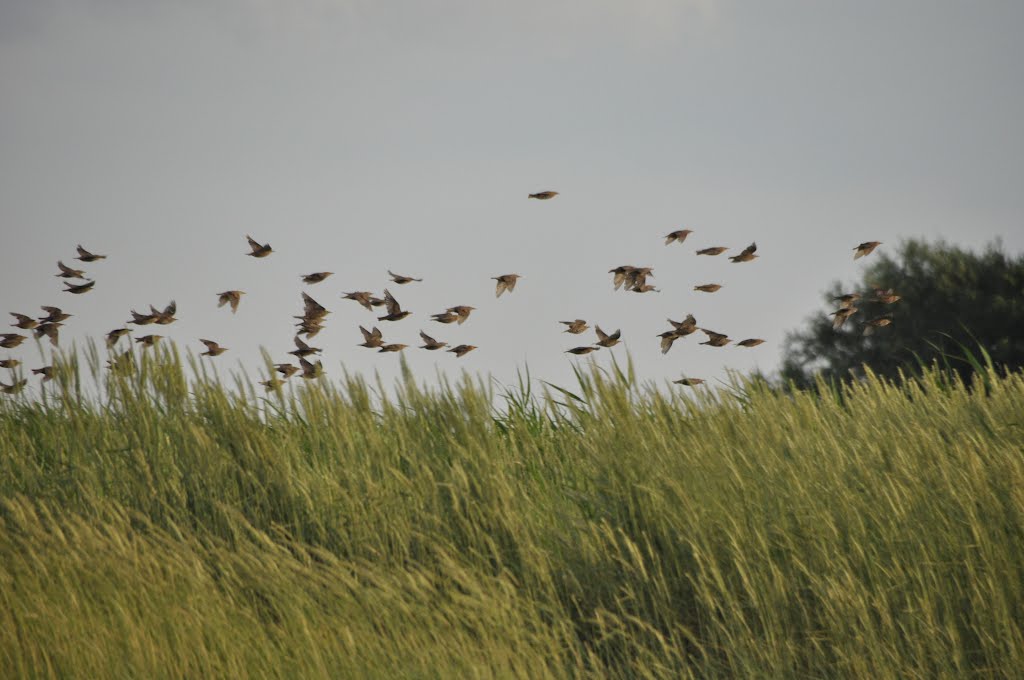 Sedgemoor : Birds at Bridgewater Bay Nature Reserve by A Photographer