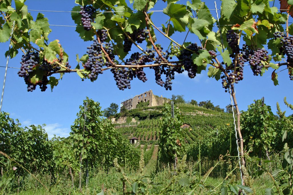 Blick unter Weinreben hindurch auf die Burg Staufen by Regenpfeiffer