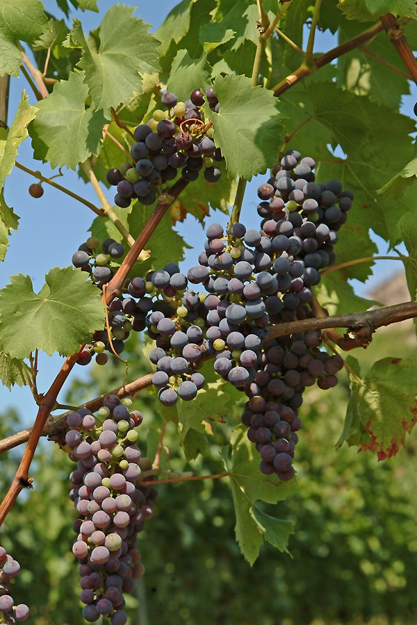 Rotweintrauben am Weinberg in Staufen by Regenpfeiffer