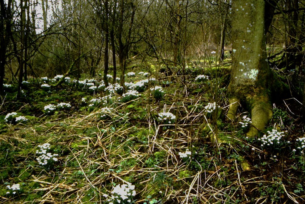 Snowdrops, Dunley Wood, Nr Grittleton, Wiltshire (1994) by ray bird