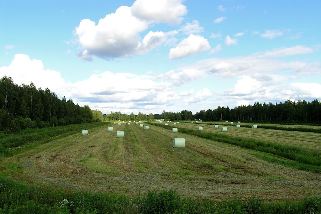 Harvest near Nikula by Tomas K☼h☼ut