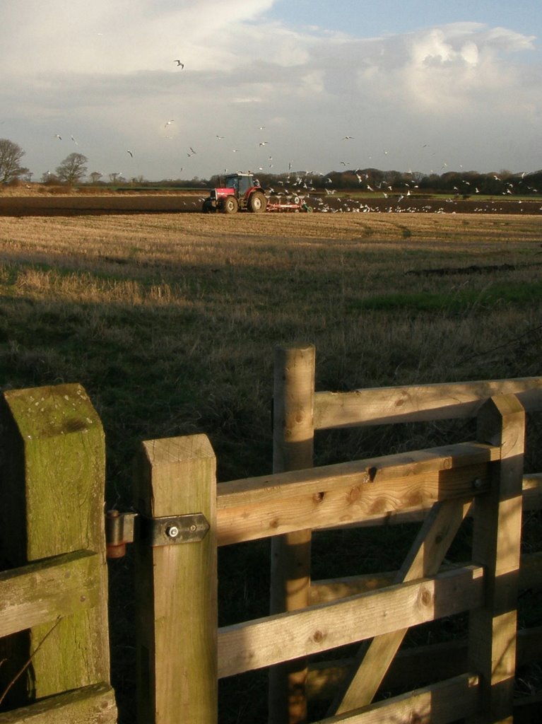 Ploughing at Holywell, Northumberland by Carl Hewitt