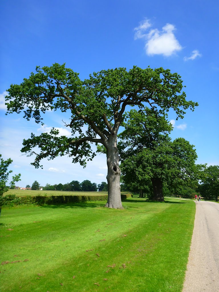 Windsor Great Park by markienolarky