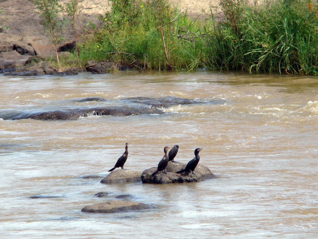 Rio Mucuri, passáros Mergulhão by Milton Brigolini Nem…