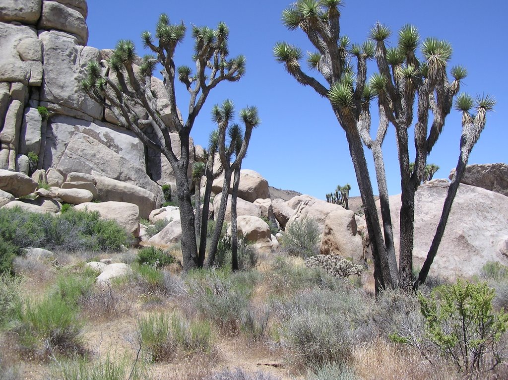 Joshua Trees, Joshua Tree NP by Peter & Shelly