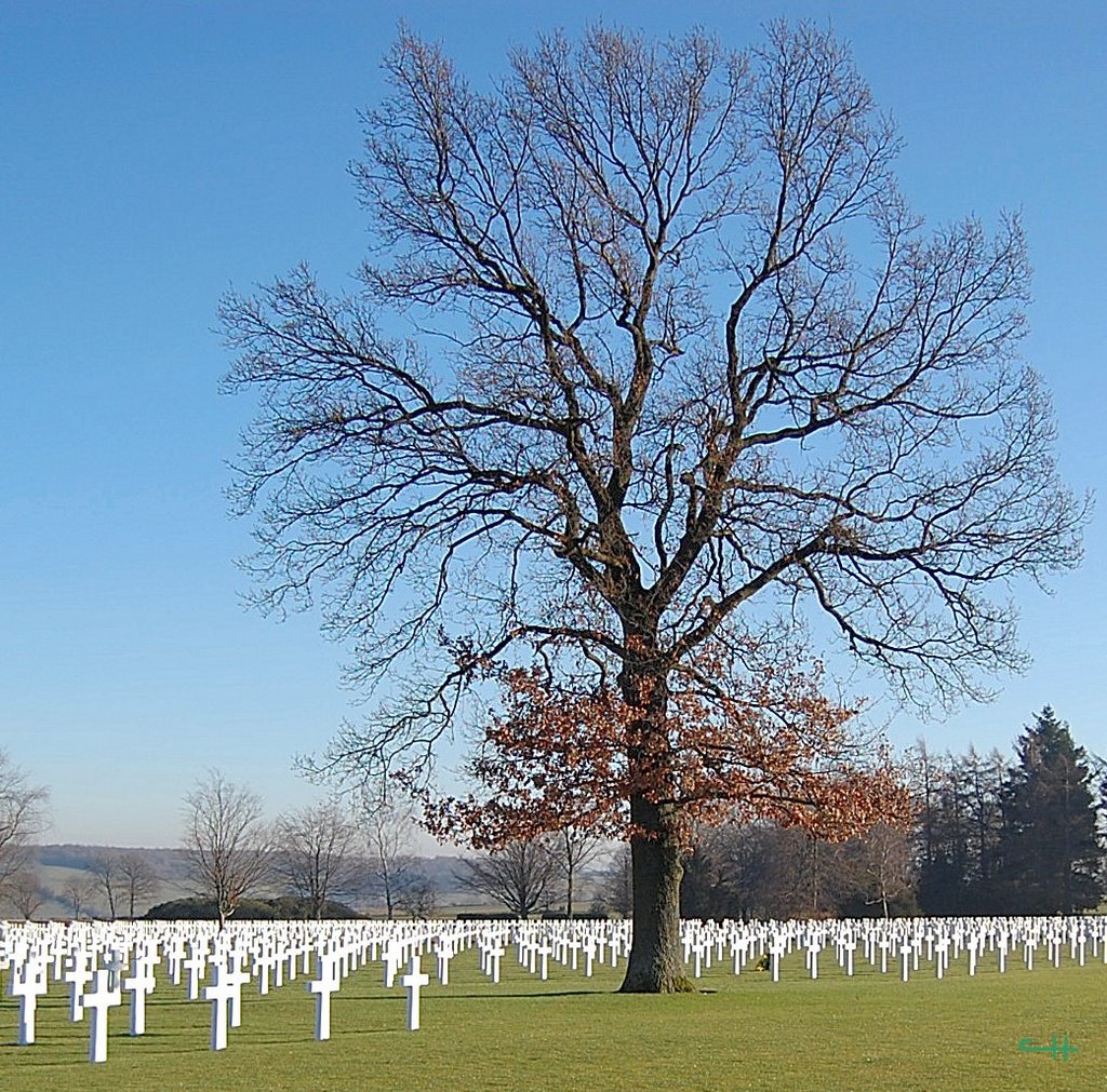 Sous mon arbre, ils sont morts pour nous by charles haulain