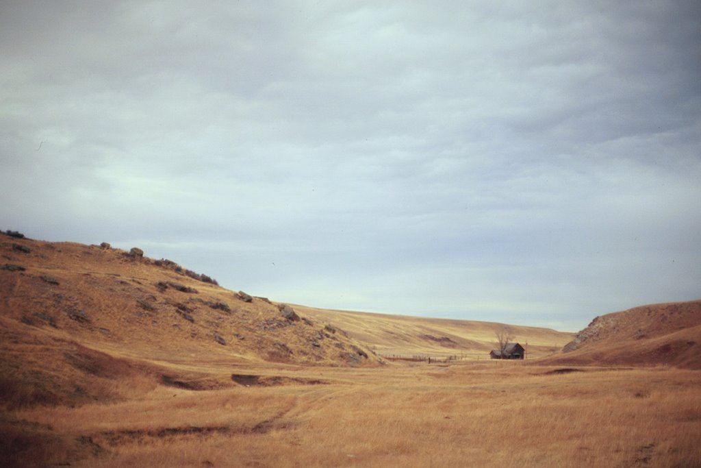 Cow Camp by merganser