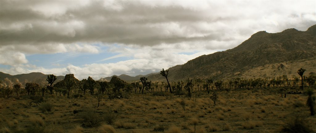 Joshua tree national park by The Kamikaze Humming…