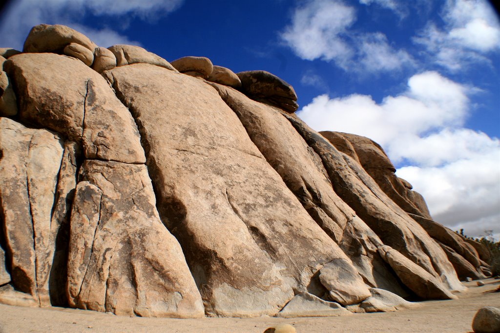 The old man (joshua tree) by The Kamikaze Humming…