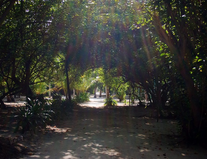 Solar beams on a footpath by Parushin