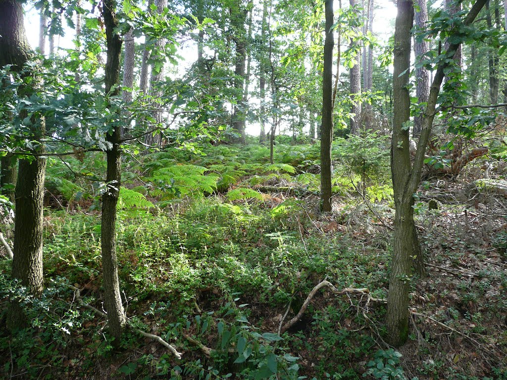 Arnsberger Wald Allagen by pastorpixel