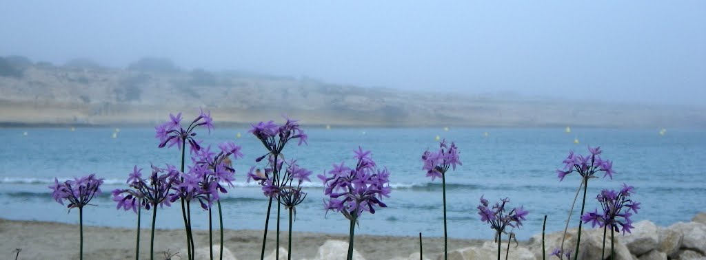 Plein été, jour de brume.... by atoutpic13