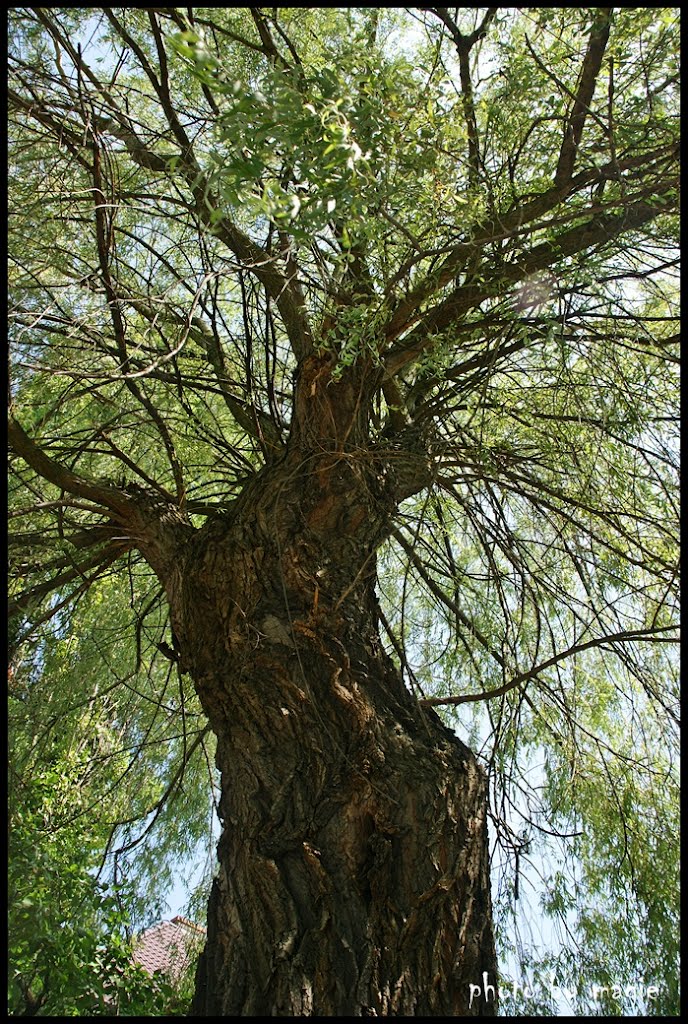 GLIWICE. Bardzo stara wierzba/Very old willow by Krystyna Koch-magie*