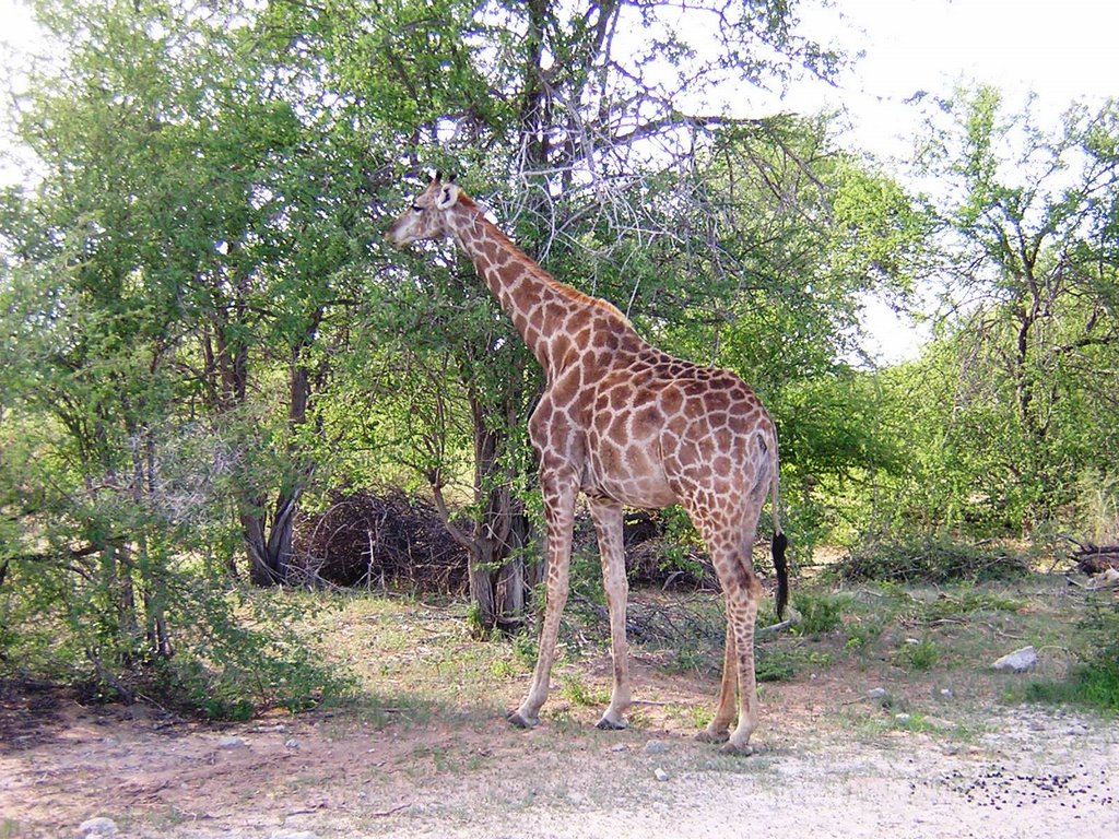 Parco Etosha - giraffa by maresa maremagna