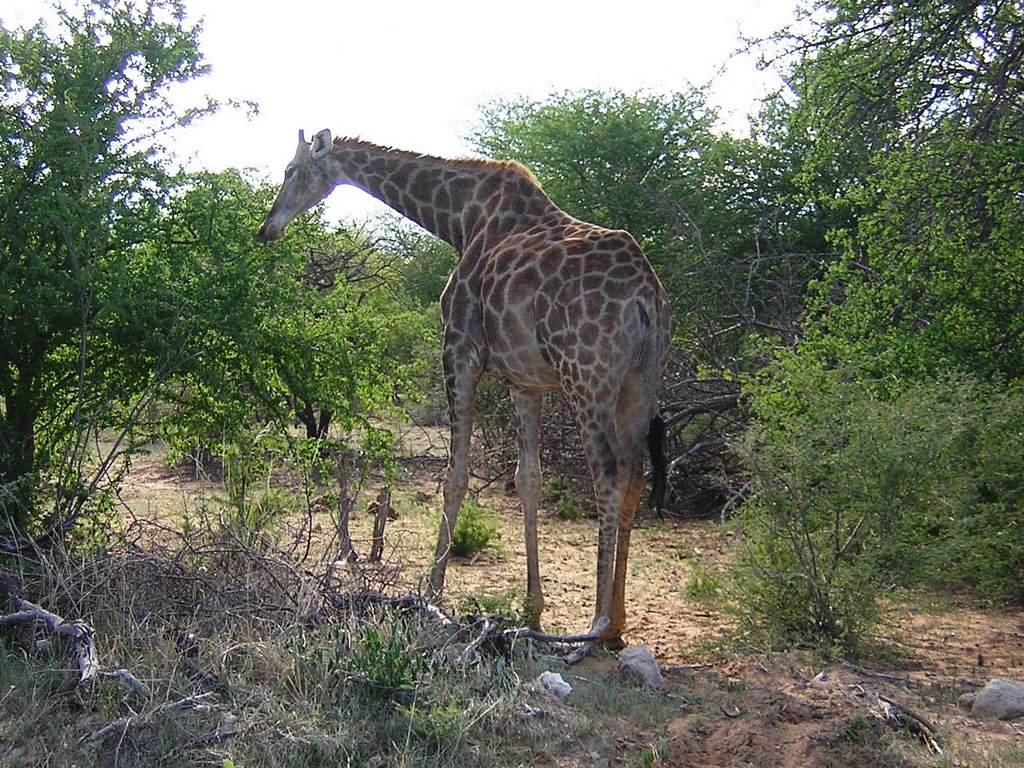 Parco Etosha - giraffa by maresa maremagna