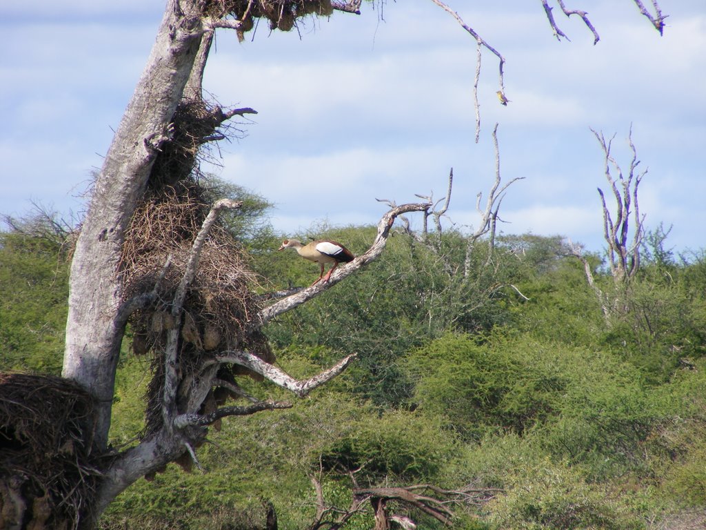 Kruger Park, South Africa by randazzo