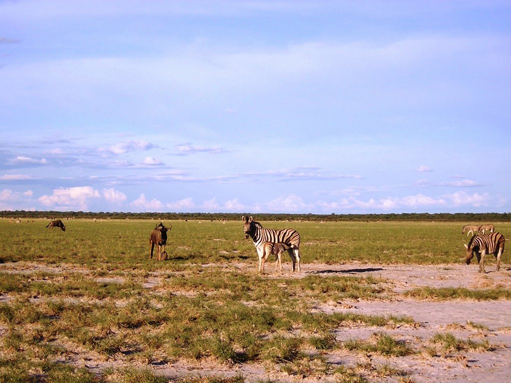 Etosha - zebre by maresa maremagna