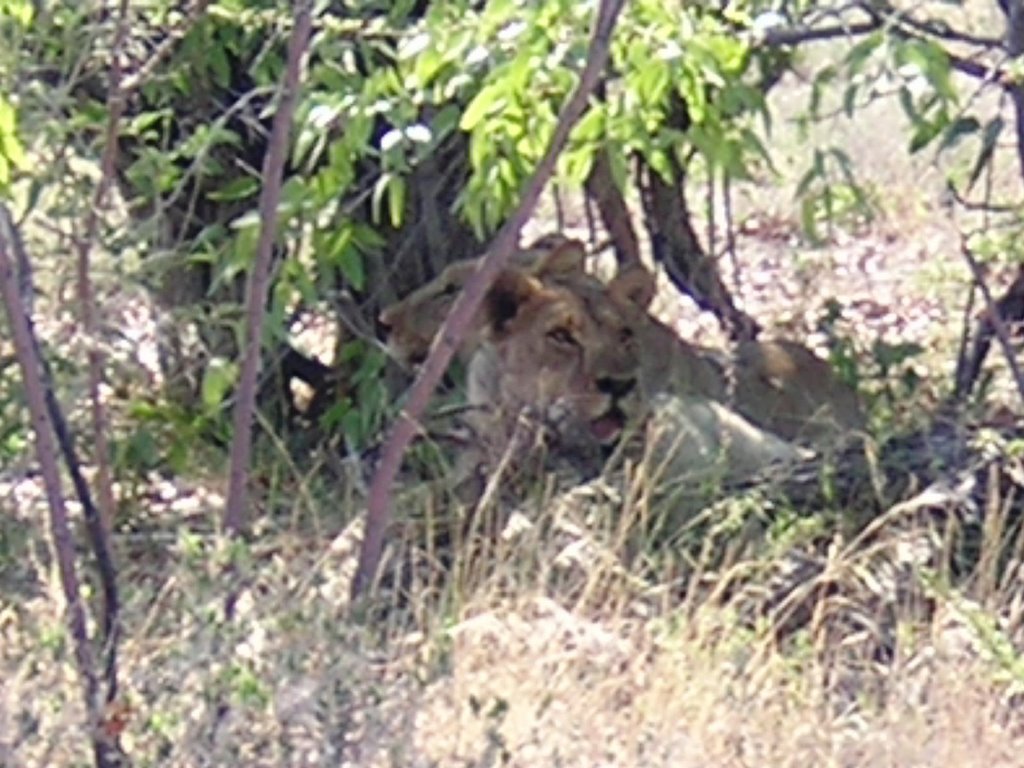 Etosha - leonesse by maresa maremagna