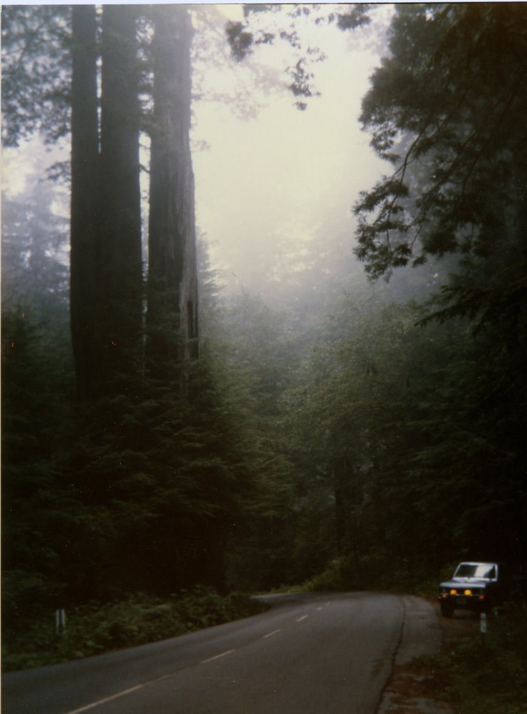 Old Highway 101 Near Klamath, California by Greg McDaniel