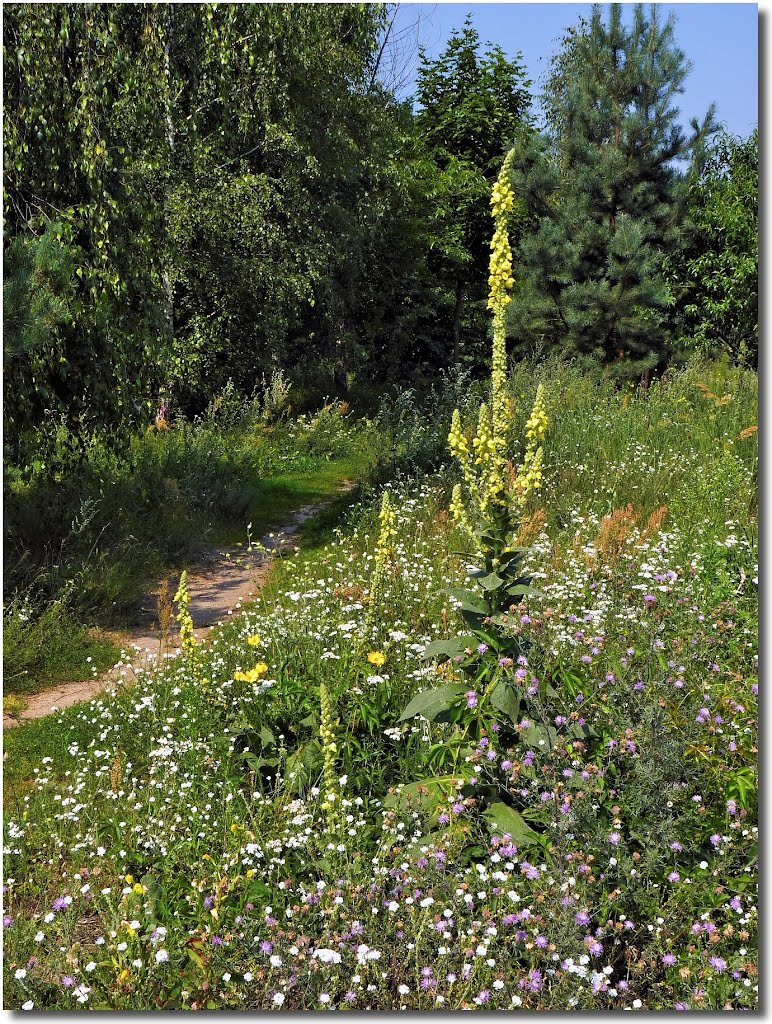 Colourful meadow with mullein: Taken on 27.07 at 11:27:07 :) by Maciejk