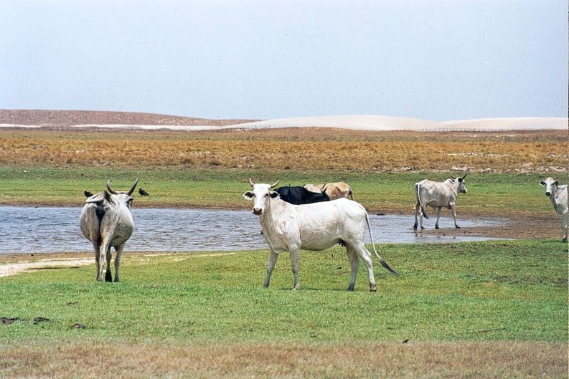 En algun lugar de los Llanos by Alex Dios