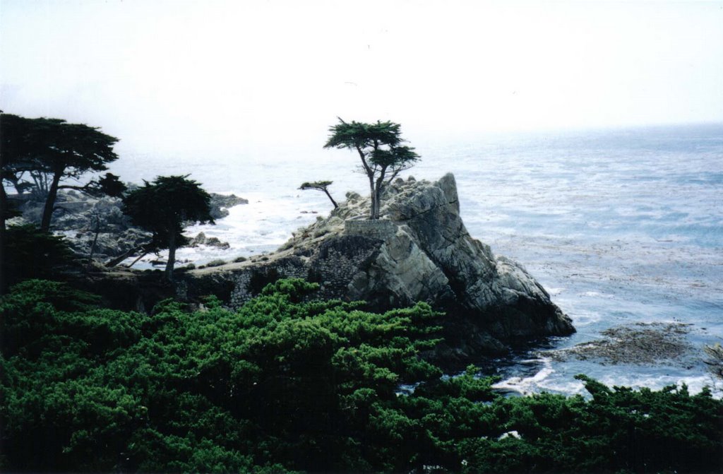 Lone Cypress 2001 by Florian Lobinger