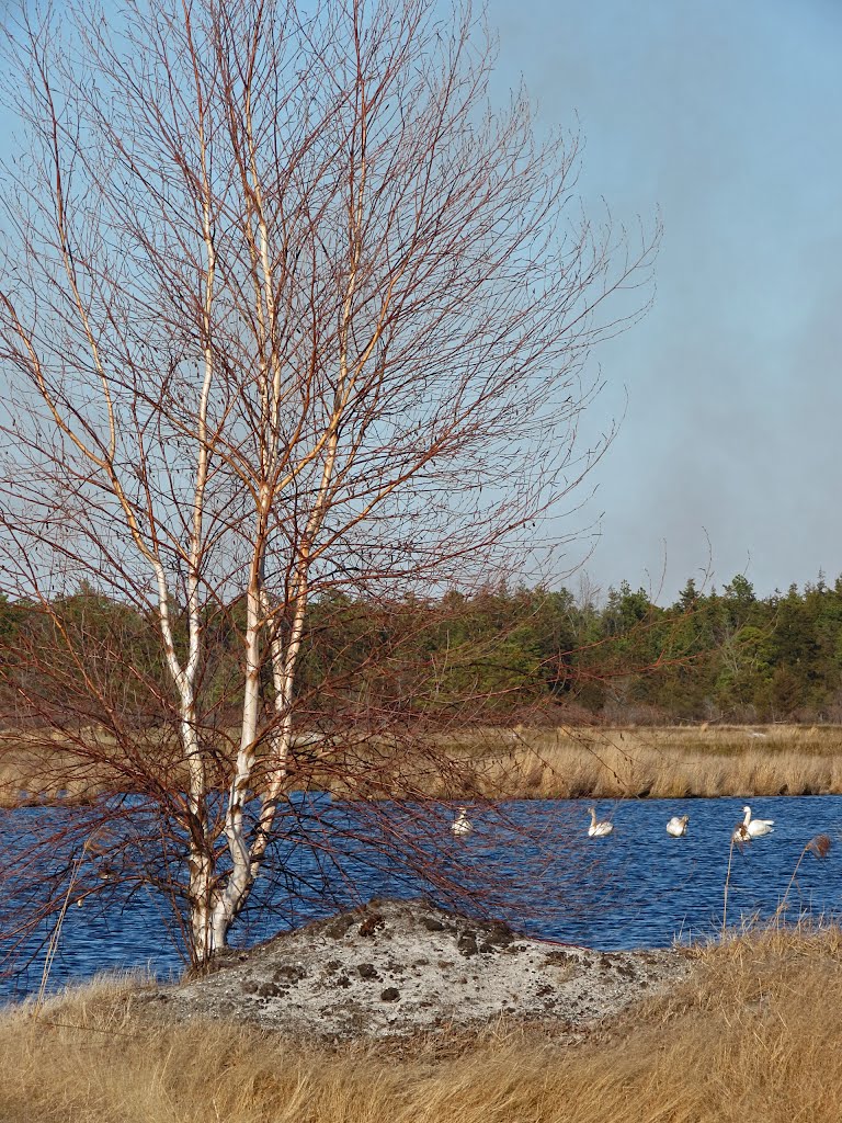 Whitesbog Swans by magarell