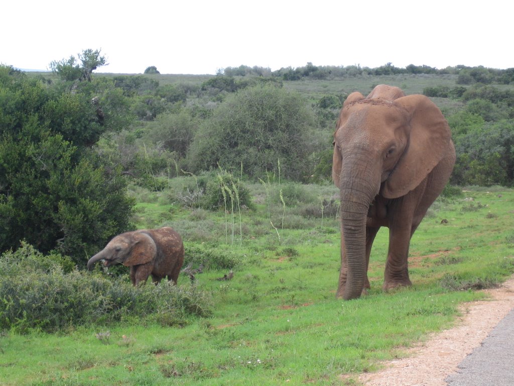 Addo Elephant Park by rgdekoning