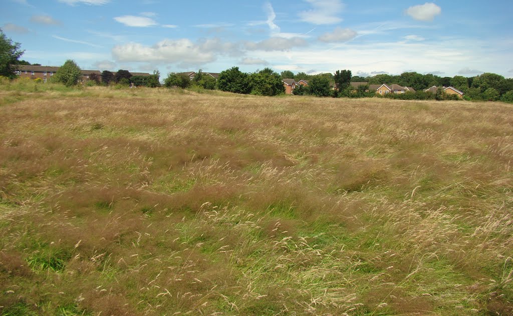 Looking due north west over long grass towards Jordanthorpe housing, Sheffield S8 by sixxsix