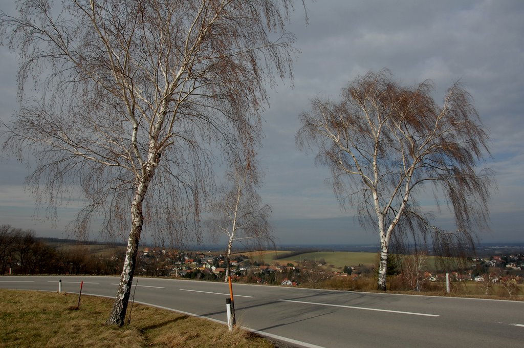 Birken vor dem Tullnerfeld by © Sonny☼