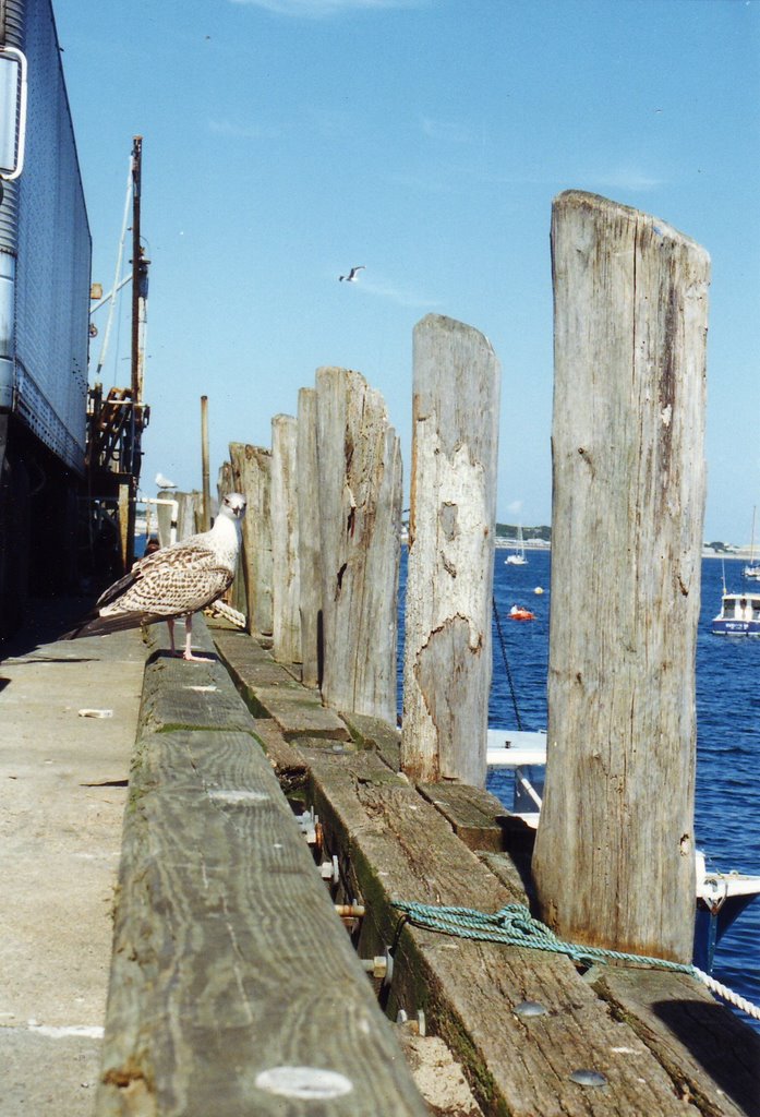 Cape Cod by Peter Rabbit little …