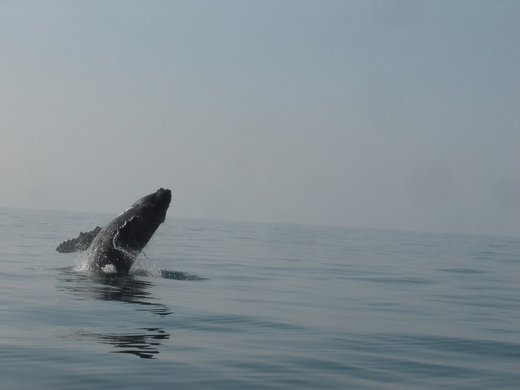 Ballena Jorobada by CreActive