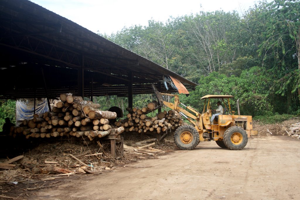 Rubberwood sawmill by Eric Wakker