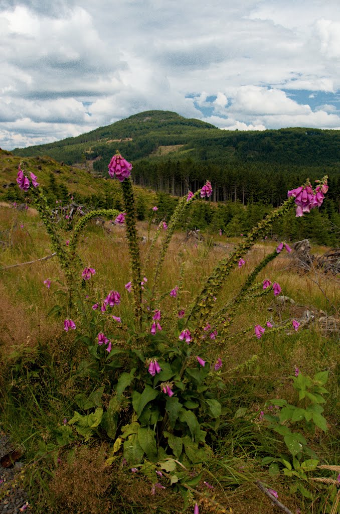 Nad údolím Zlatého potoka - pohled na Jedlovou (774 m n. m.), v popředí náprstník by Mirka Schärfnerová