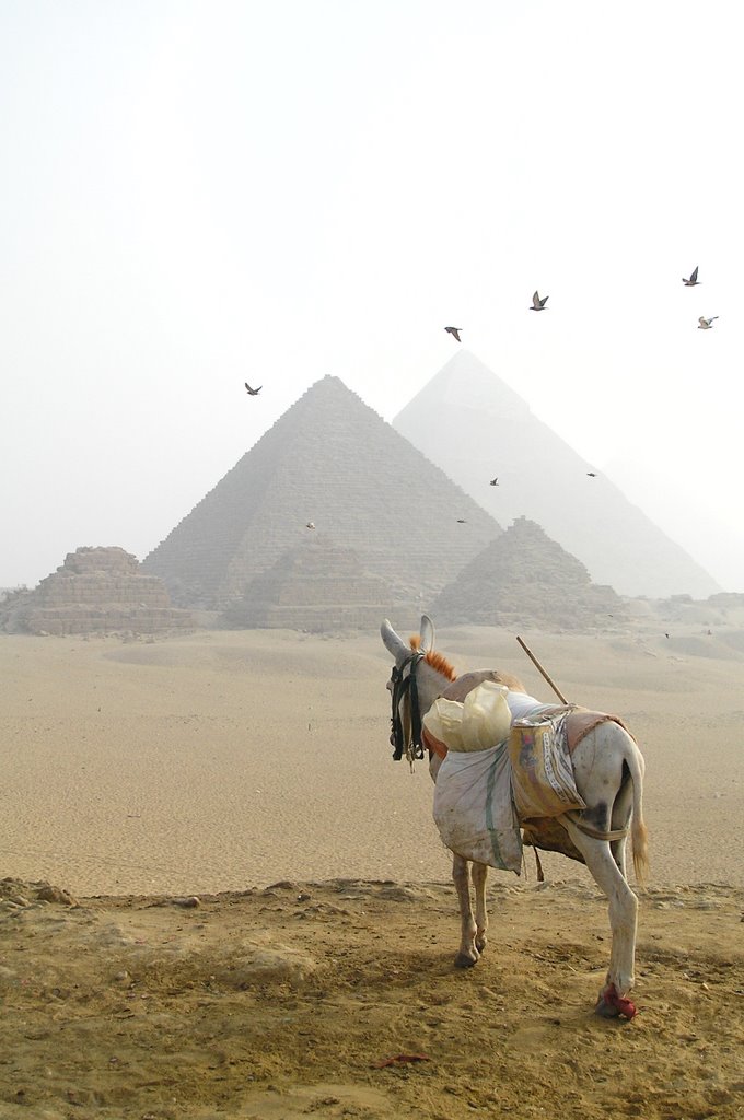 Himar in Giza by specchioriflesso