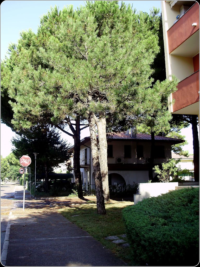 Passeggiate a Bibione by ©  Imre Lakat