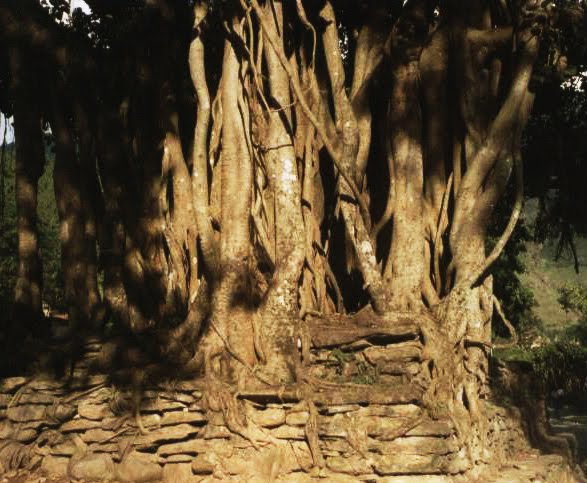 Pipal-Banyan in Beni Bazaar, Nepal, Myagdi, 29 ottobre 1998 by Marco Carnelli