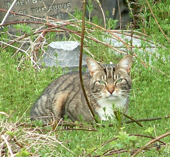 Tabby cat at Beckett Street Cemetery, Leeds by Noseyinround