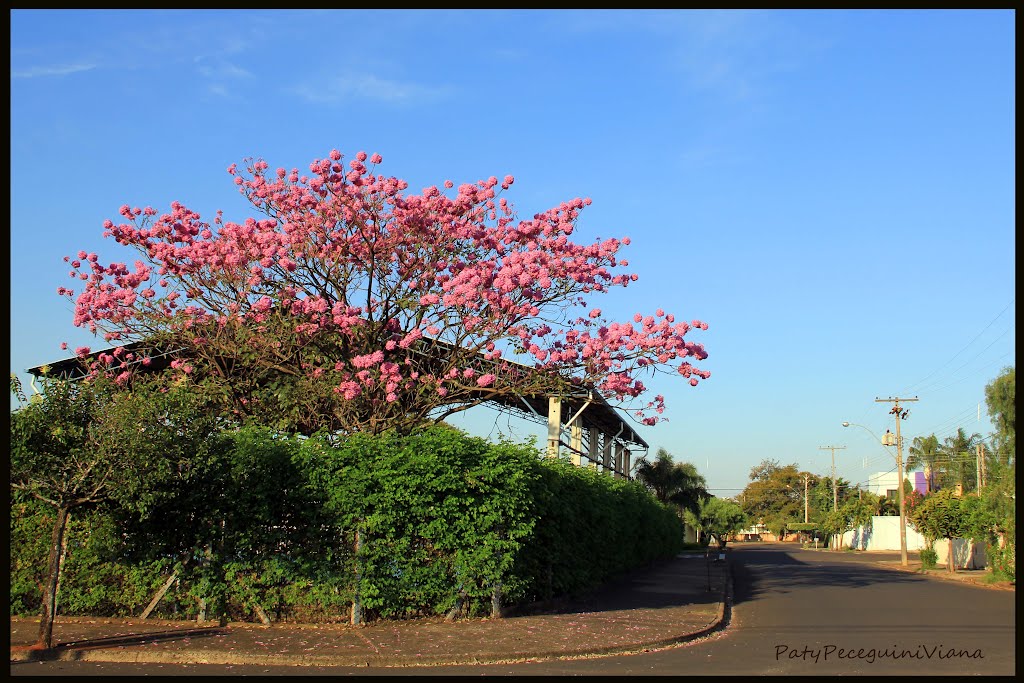 Ipê rosa florido na quadra da escola by PatyPeceguiniViana