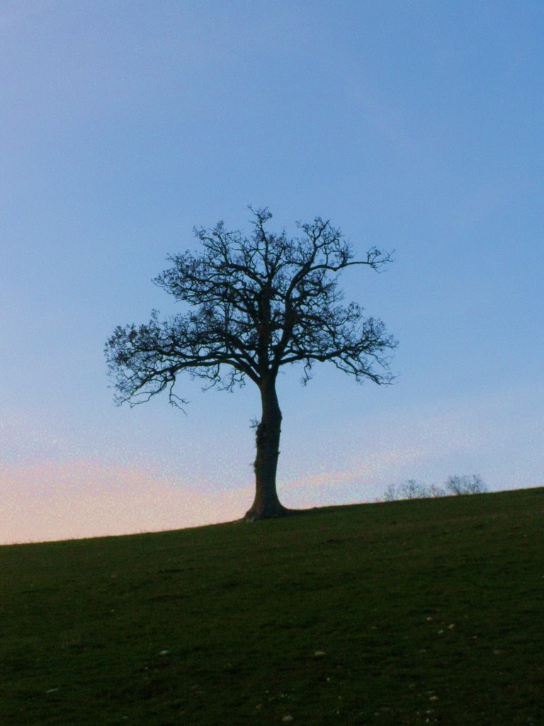 Lonely Tree by FerruccioFinetti