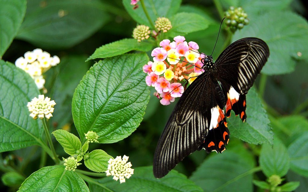 Holland, Butterflies. by Hans J.S.C. Jongstra