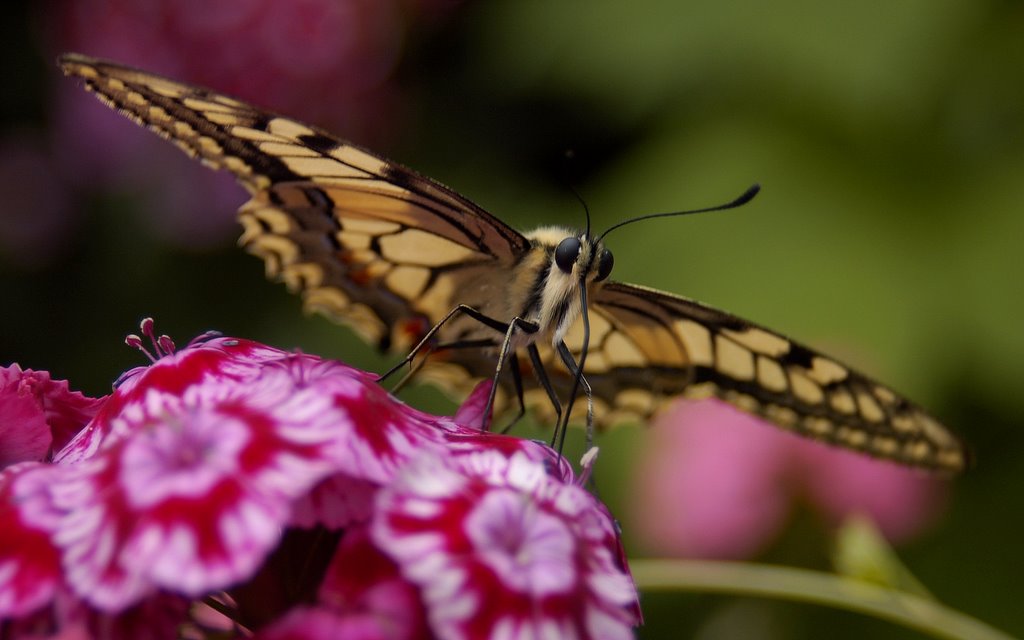 Holland, Butterflies. by Hans J.S.C. Jongstra