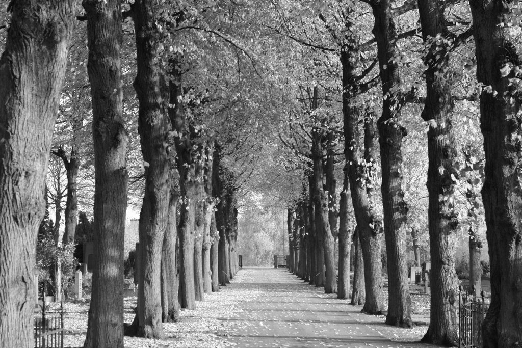 Östra Kyrkogården, Malmoe-Sweden by Mirko Civcic