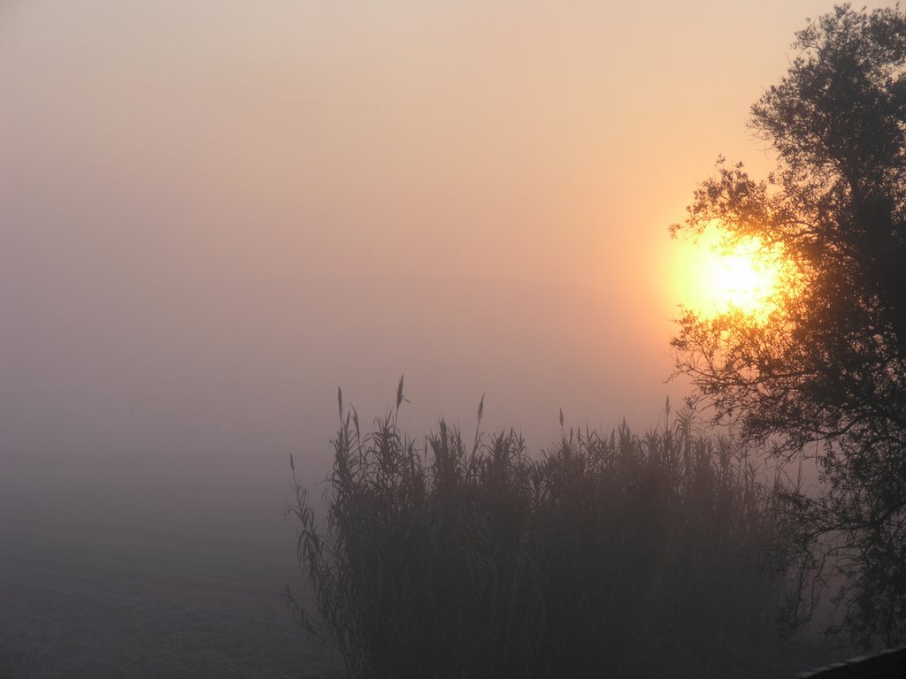 Foggy Morning in Soure. View from my window. by C_Marques