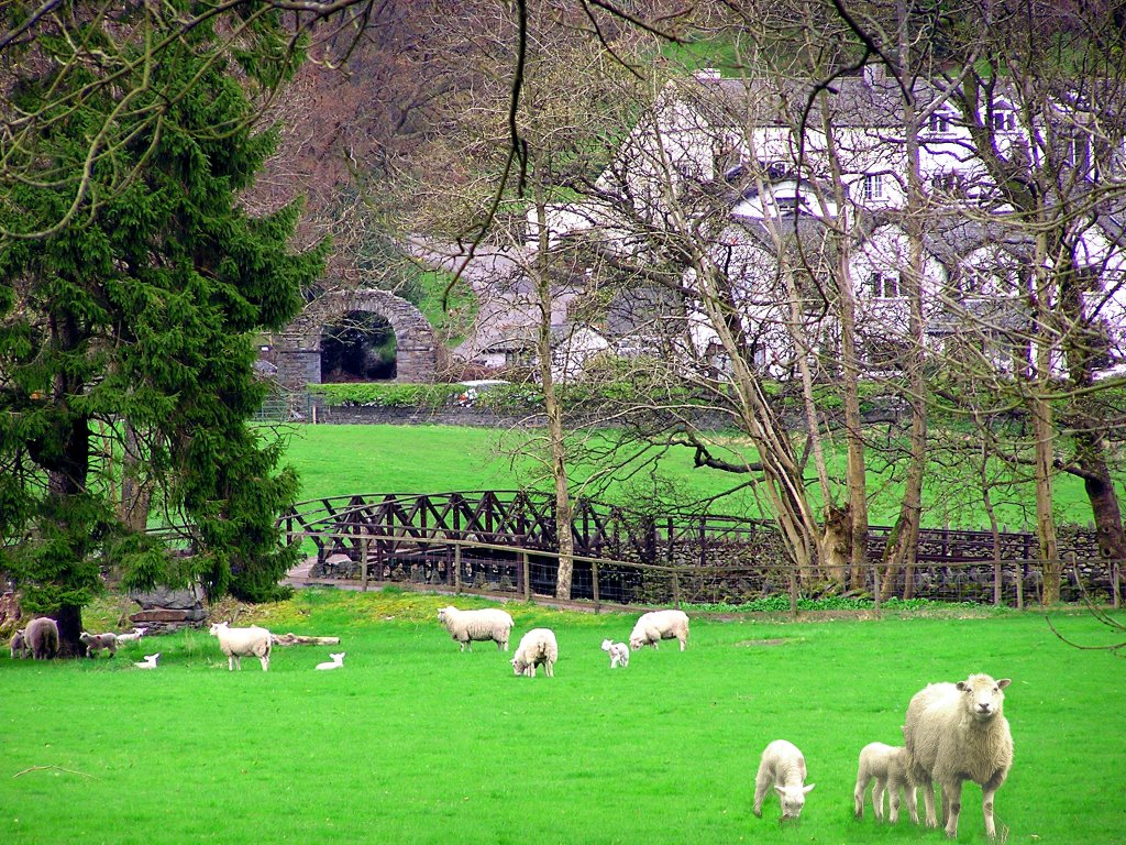 Spring Lambs by beglib