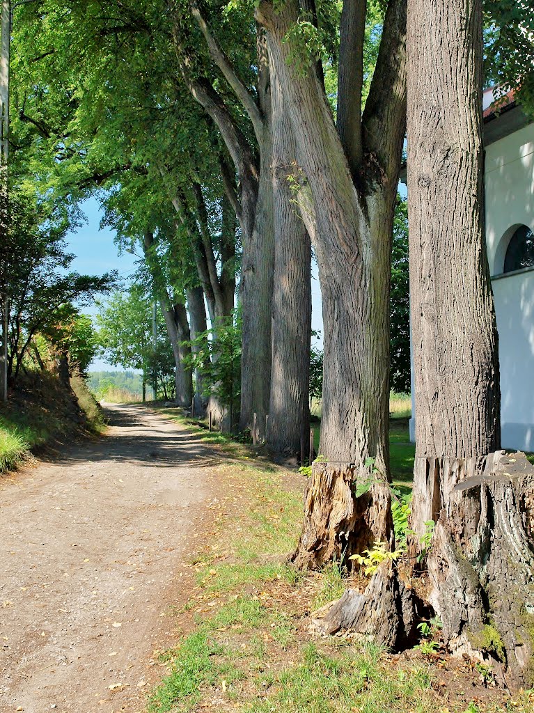 Dobczyce - the linden trees alley near the Church of St. John the Baptist by wuhazet