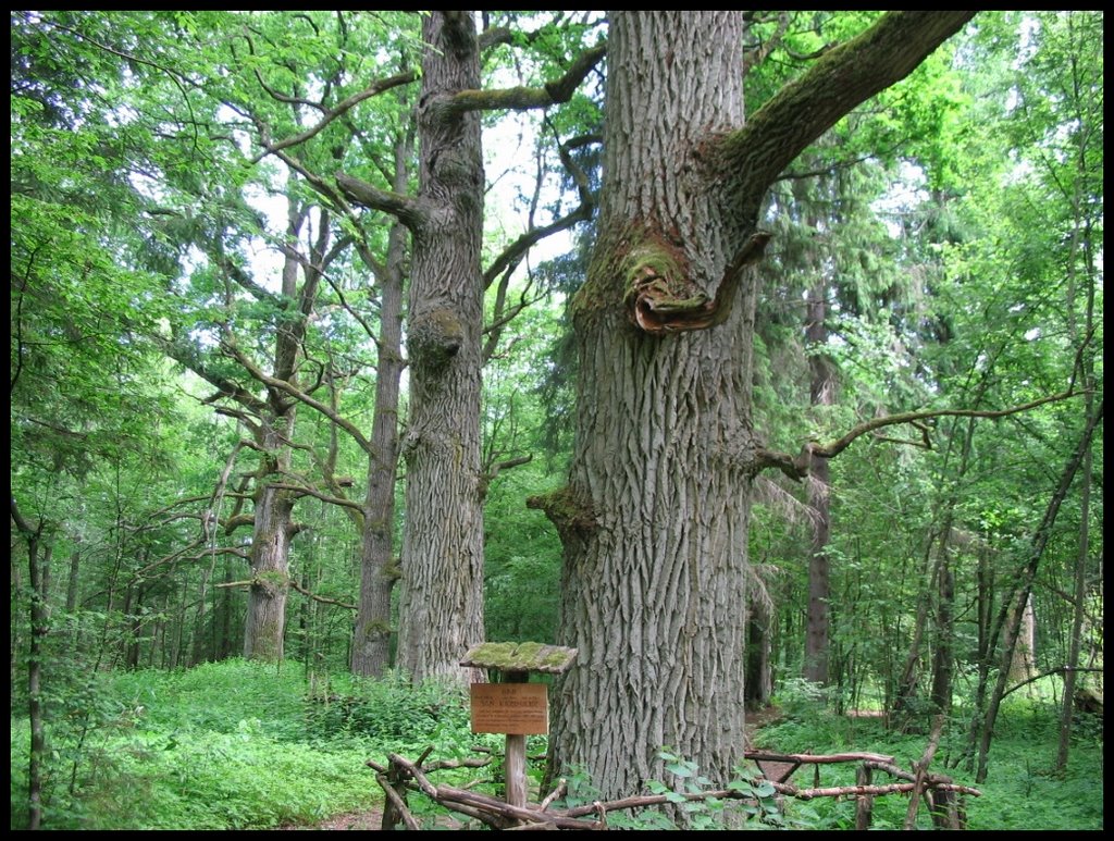 Stara Bialowieza by Eric Wakker