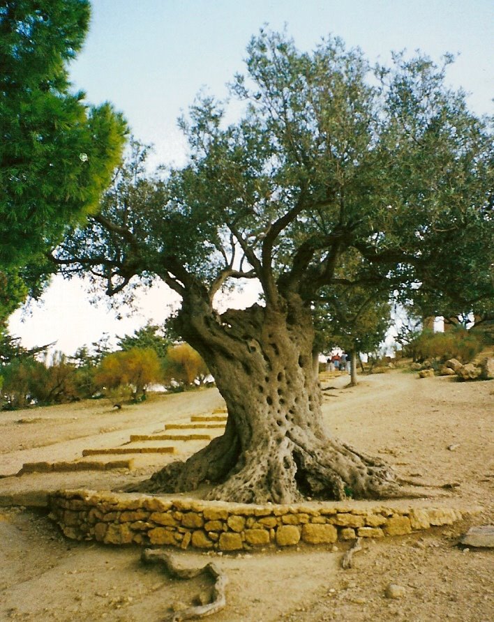 old Olijf tree oude olijfboom by chiel van waart