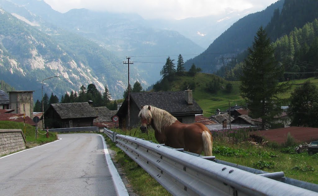 Un cavallo a Canza by Marco Carnelli