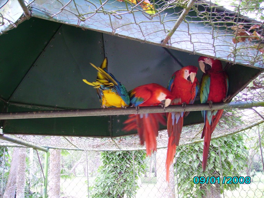 Guacamayas en Zoo - Pto Ordaz by Isaias Algarin